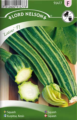 Squash, Latino F1