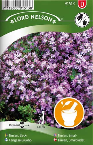 Timian, Smalbladet - Thymus serpyllum L.
