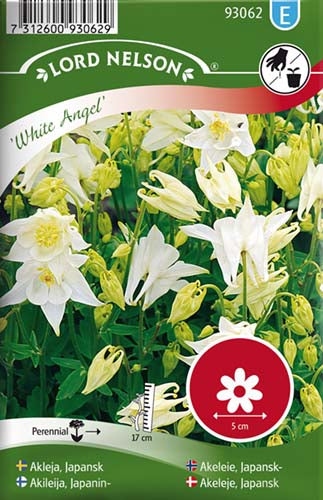 Akeleje, Japansk, White Angel, hvid