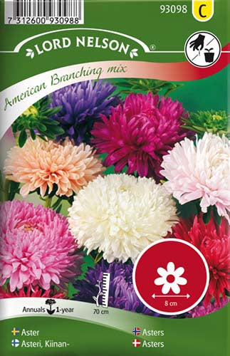 Asters, Sommer-, American Branching