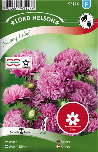 Asters, Sommer-, Milady Lilac, lav