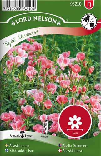 Atlaskblomst, Sybil Sherwood, rosa