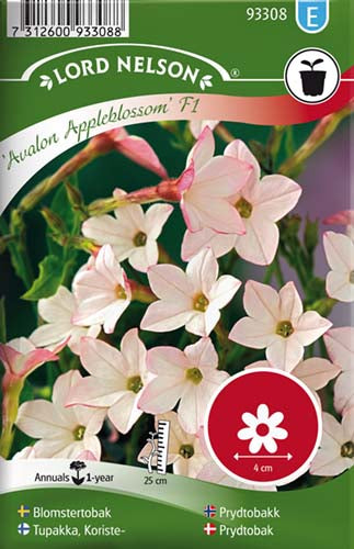 Prydtobak, Avalon Appleblossom F1, rosa