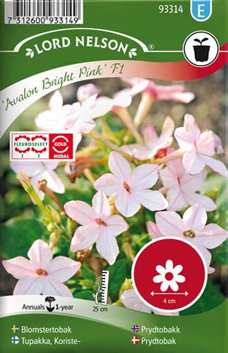 Prydtobak, Avalon Bright Pink F1, rosa
