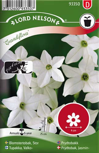 Prydtobak, Jasmin-, Grandiflora, høj