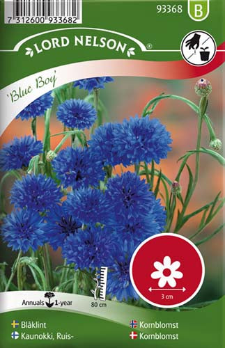 Kornblomst, Blue Boy, blå