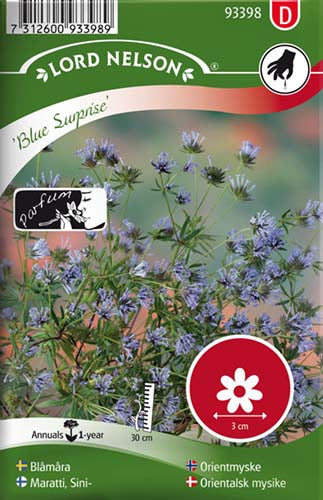 Orientalsk mysike, Blue Surprise