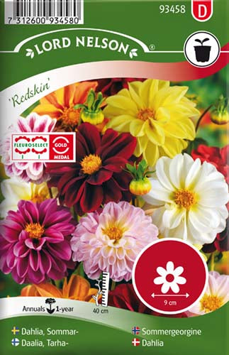 Dahlia, Redskin, bl. farver