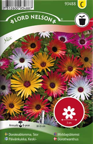 Dorotheanthus, Bellis, bl. farver