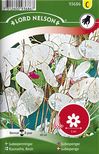 Judaspenge - Lunaria Annua
