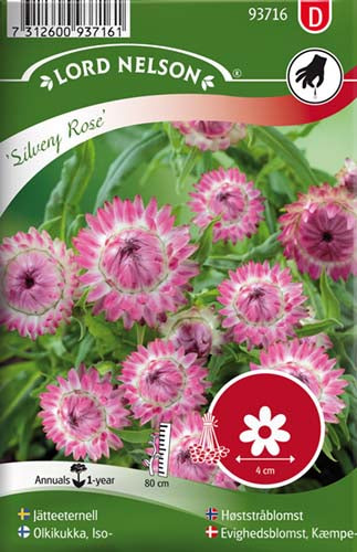 Evighedsblomst, Kæmpe-,høj, Silvery Rose