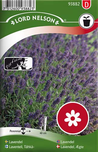 Lavendel, Ægte  - Lavandula angustifolia