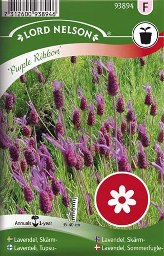 Lavendel, Sommerfugle-, Purple Ribbon