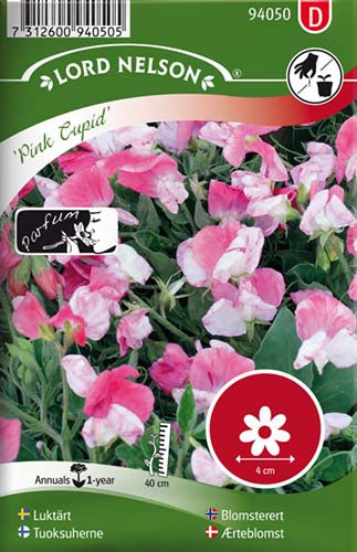 Ærteblomst, Lav, Pink Cupid, rosa