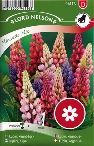 Lupin, Regnbue-, Minarette Mix, lav