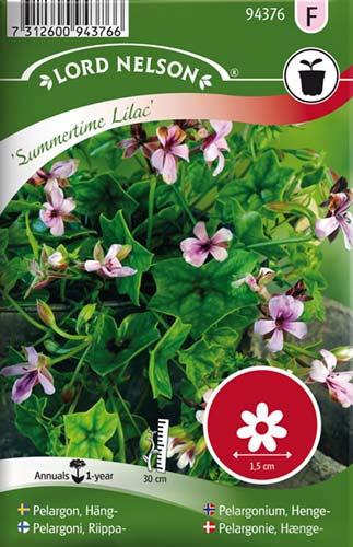 Pelargonie, Hænge-, Summertime Lilac