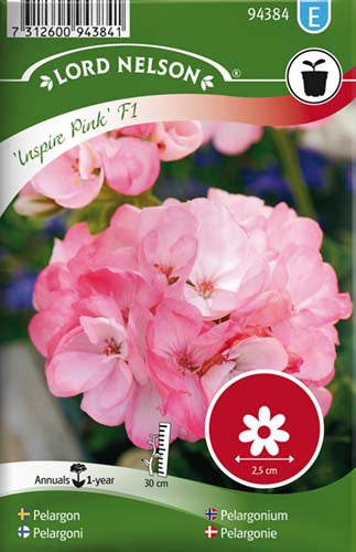 Pelargonie, Inspire Pink F1, rosa