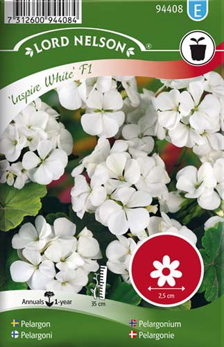 Pelargonie, Inspire White F1, hvid