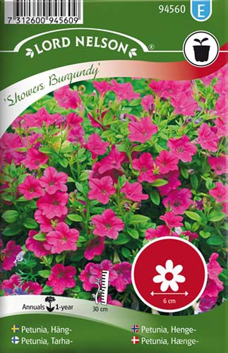 Petunia, Hænge-, Showers Burgundy