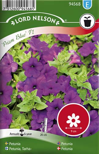 Petunia, Prism Blue F1, storbl.