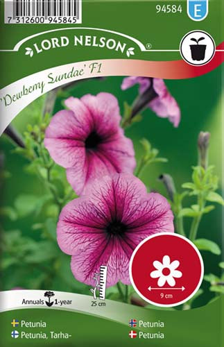 Petunia, Dewberry Sundae F1, storbl.