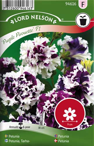 Petunia, Dobbelt, Purple Pirouette F1