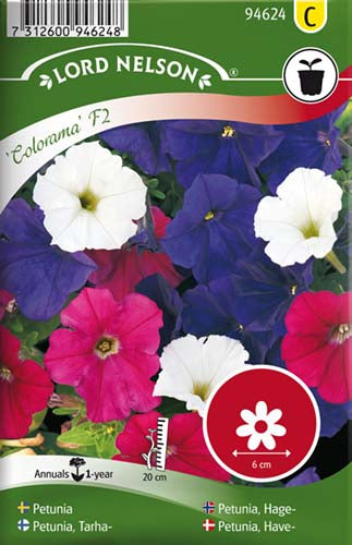 Petunia, Have-, Colorama F2, bl. farver