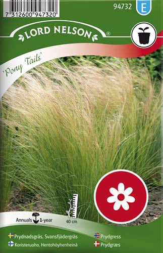 Prydgræs, Hestehalegræs, Pony Trails