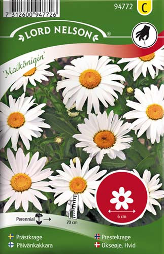 Okseøje, Hvid, Maikönigin