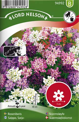 Skærmsløjfeblomst, bl. farver