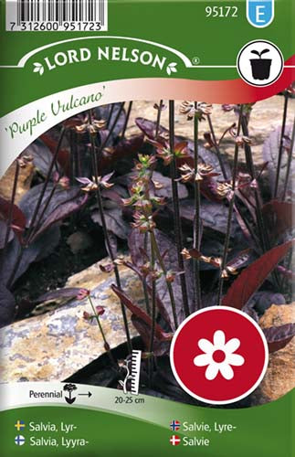 Salvie, Purple Vulcano