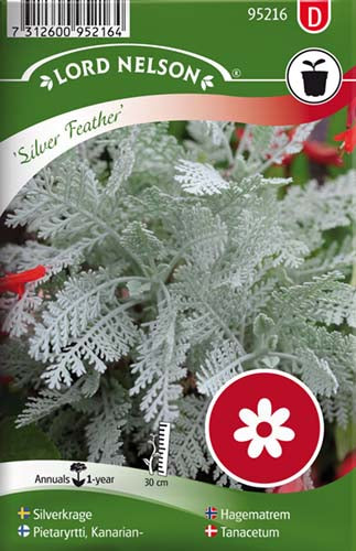 Tanacetum, Silver Feather