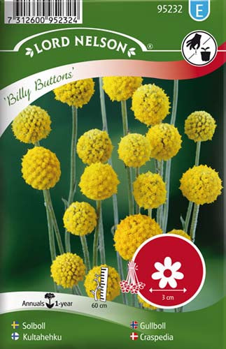Craspedia, Billy Buttons