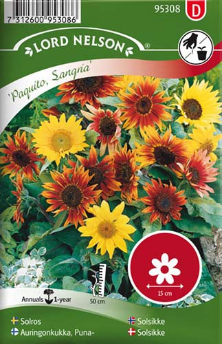 Solsikke, Paquito Sangria, lav