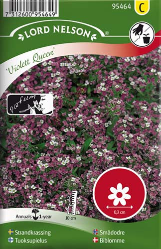 Biblomme, Violet Queen, lilla