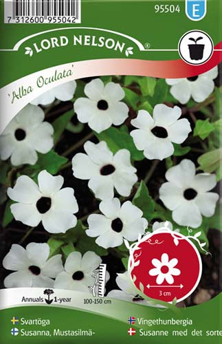 Susanne med det sorte øje, Alba Oculata