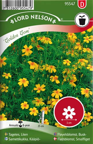 Fløjlsblomst, Smalfliget, Golden Gem