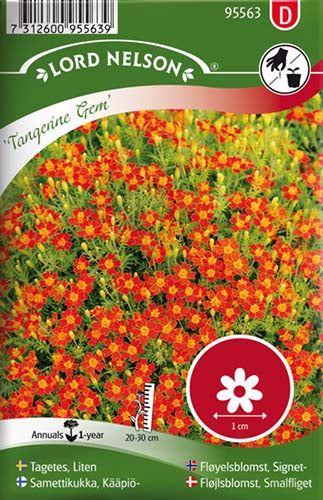 Fløjlsblomst, Smalfliget, Tangerine Gem