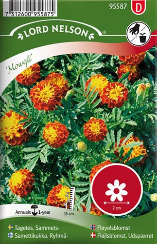 Fløjlsblomst, Udspærret, Mowgli Bicolour