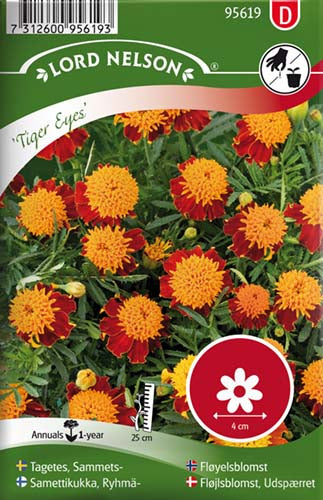 Fløjlsblomst, Udspærret, Tiger Eyes