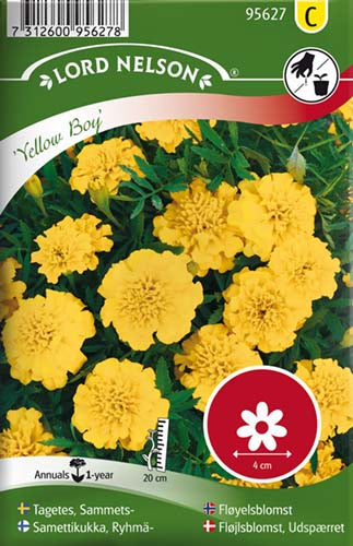 Fløjlsblomst, Udspærret, Yellow Boy