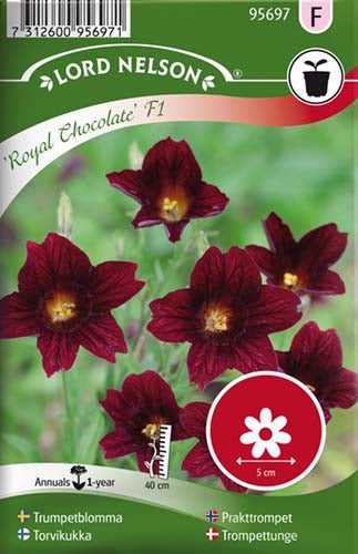 Trompettunge, Royal Chocolate F1