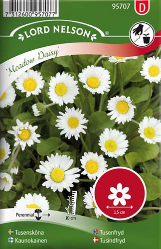 Tusindfryd, Meadow Daisy, hvid