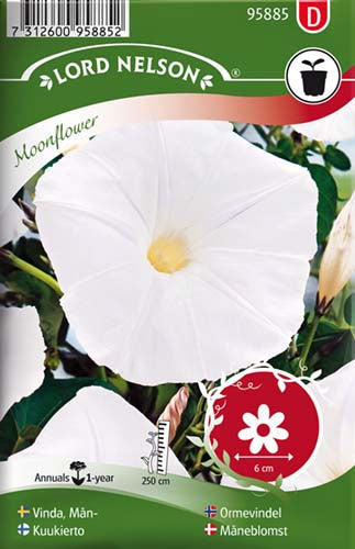 Måneblomst, Moonflower