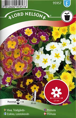 Primula, bl. farver