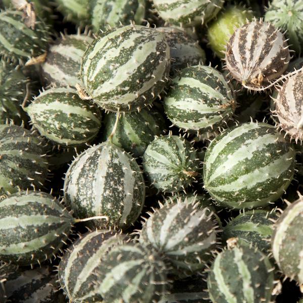 Paddy Melon - Cucumis myriocarpus