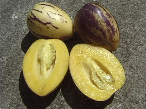 Pæremelon (Pepino) - Solanum muricatum
