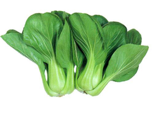 Pak Choi - Kinesisk bladkål