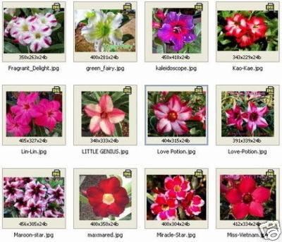 Ørkenrose - Adenium Obesum - mix