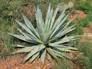 Palme Agave - Agave Palmeri